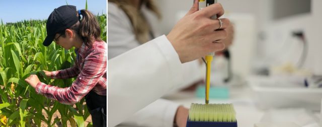 Nas fotos, a pesquisadora Vania Pankievicz colhendo amostras de solo em um milharal; e sequenciamento genético realizado na GoGnetic, em laboratório do Setor de Ciências Biológicas da UFPR. Fotos: Acervo pessoal/Divulgação