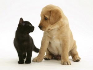 Bem-estar animal