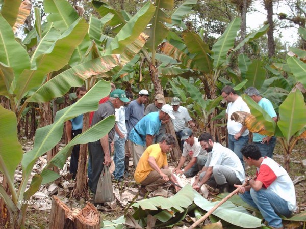 Dia de campo sobre banana orgânica em Potinga, Guaraqueçaba - FOTO: Ruth Pires