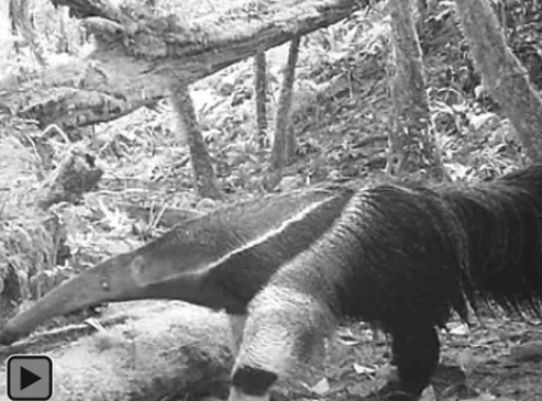 09920_registro_do_tamandua_bandeira_no_parque_estadual_das_lauraceas-_foto_equipe_labceas