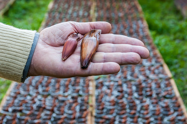 Pinhões: o maior é da planta selecionada (foto Samira Neves)
