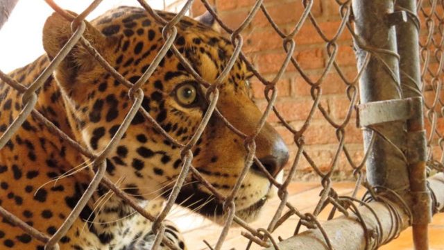 Onça foi um dos 12 felinos selvagens testados em junho; para todos, o resultado foi negativo para coronavírus. Fotos: Alexander Biondo/UFPR/Divulgação