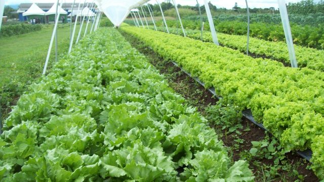 Alfaces orgânicas cultivadas com ajuda do biofertilizante desenvolvido no Setor de Ciências Agrárias da UFPR. Foto: Laboratório de Biofertilizantes/Divulgação