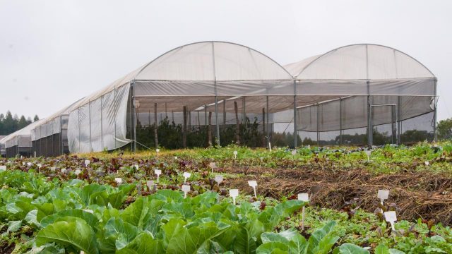 Bioensaios realizados na pesquisa que deu origem à patente verde ocorreram na Área de Olericultura Orgânica da UFPR, na Fazenda Canguiri, Região Metopolitana de Curitiba. Fotos: Samira Chami Neves/Sucom-UFPR, 23/6/2016