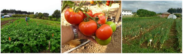 Patente verde - Experimentos com insumos feitos com-outras-espécies-de-microalgas continuam sendo realizados pelos pesquisadores. Na foto, cultivos de batata, tomate e cebola (na ordem)