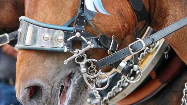 A análise de inconstitucionalidade de uma lei catarinense de 2018 que excluiu os cavalos de uma lista de animais considerados sencientes foi tema de um artigo vencedor assinado por estudante do quinto ano de Direito da UFPR. Foto: manfredrichter/Pixabay[