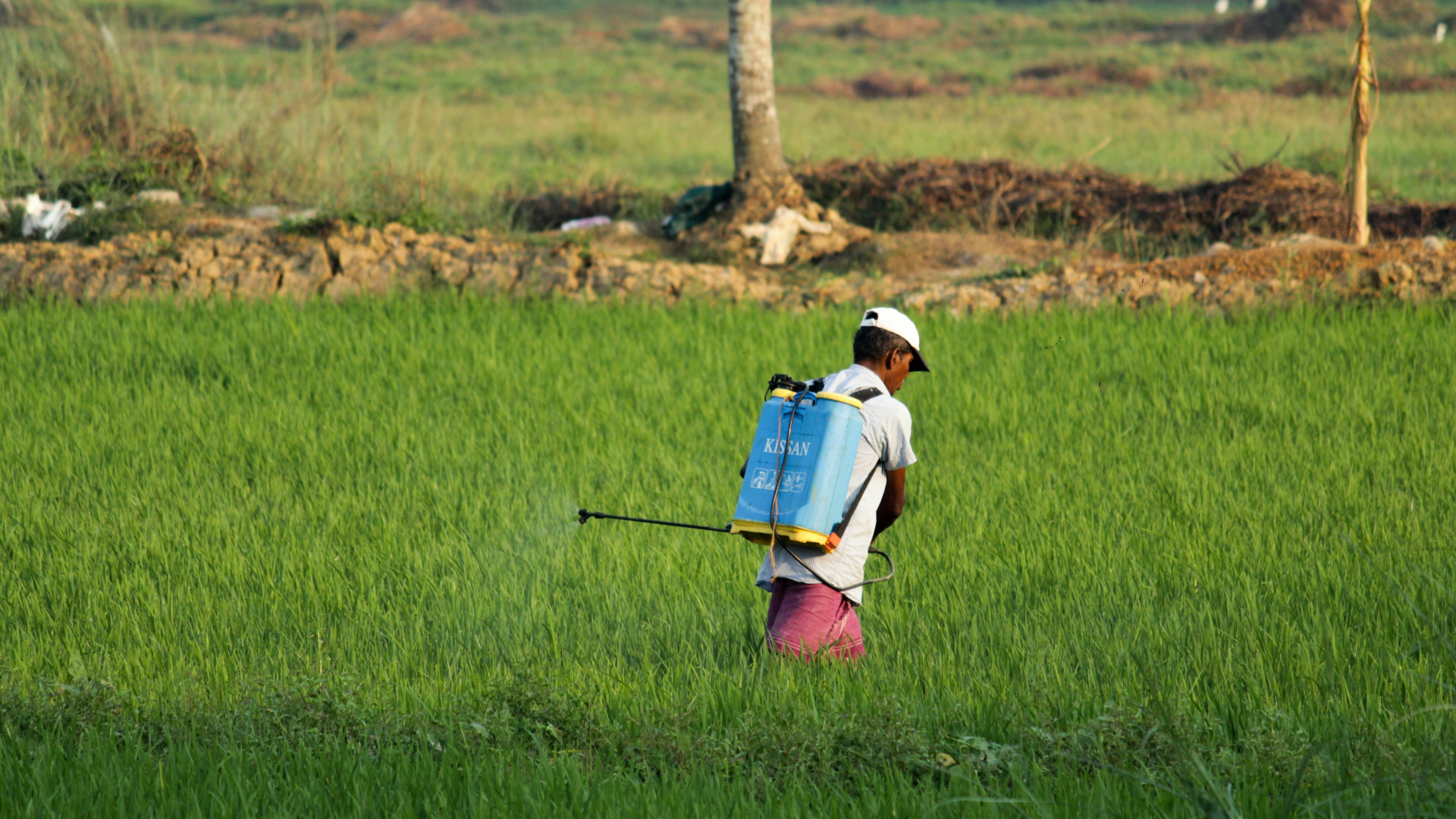 Agrotóxicos. Foto: Arjun MJ/Unsplash