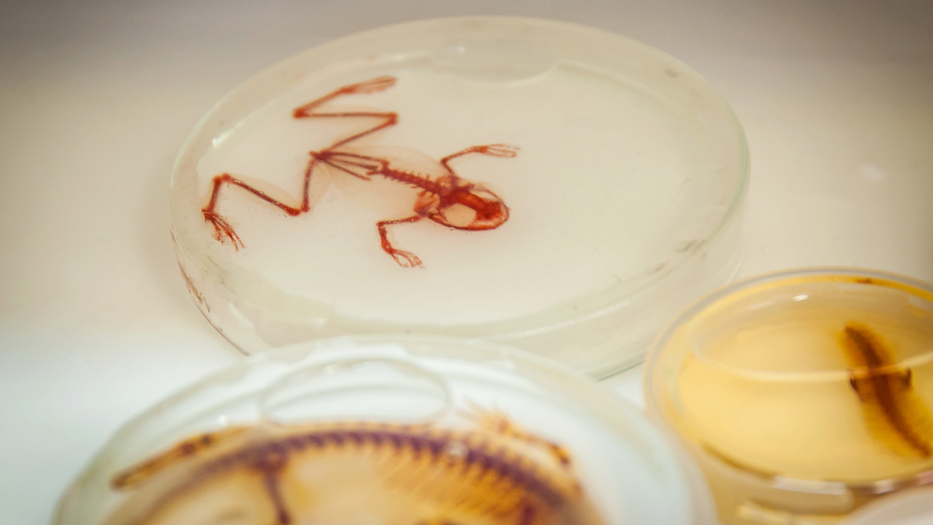 Laboratório de Vertebrados na Zoologia da UFPR, em Curitiba. Foto: Samira Neves/Sucom UFPR