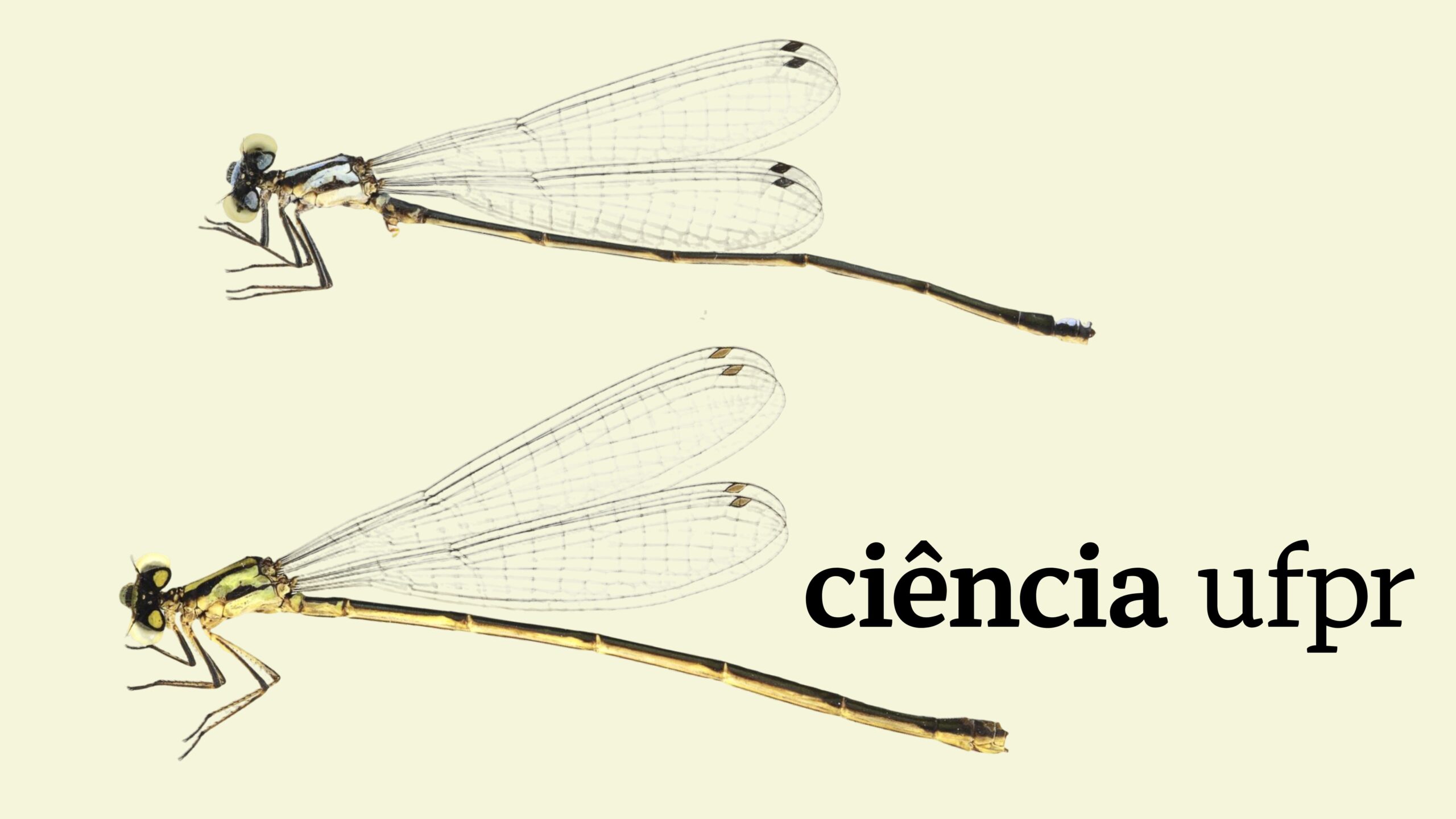 Libelinha Cyanallagma demoiselle. Foto: Labsia UFPR/Acervo