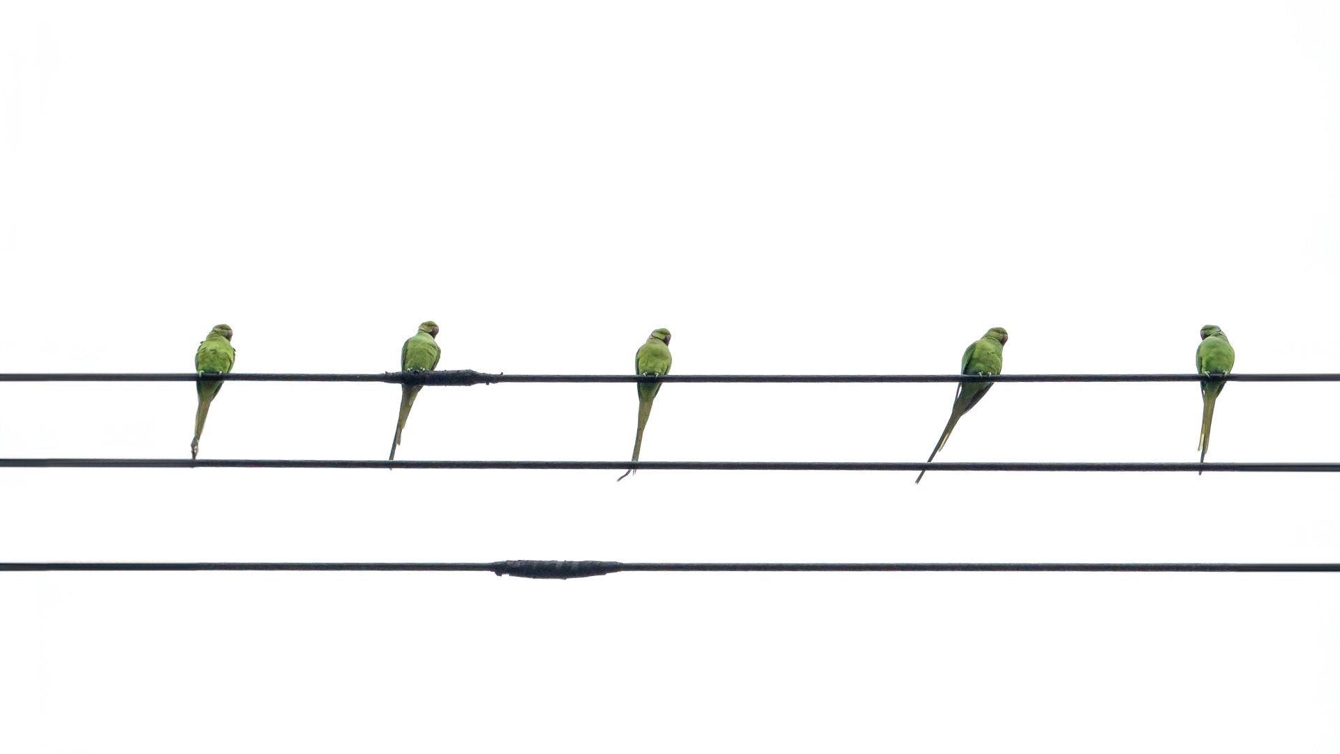 Meio ambiente urbano. Foto: Taro Ohtani/Unsplash